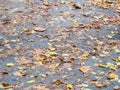 Wet dirty leaf litter on asphalt surface of path