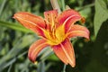 Wet Ditch Lily