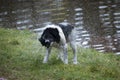 Wet dog Royalty Free Stock Photo