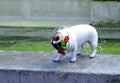 Wet Dog Royalty Free Stock Photo