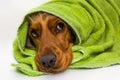 Wet dog after the bath with a green towel Royalty Free Stock Photo