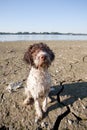 Wet dog on a beach Royalty Free Stock Photo