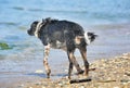 Wet dog on the beach