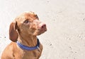 Wet dog on the beach Royalty Free Stock Photo