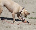 Wet dog on beach with orange ball and tie out leash Royalty Free Stock Photo