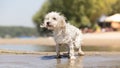 Wet dog on the beach shaking off Royalty Free Stock Photo