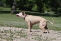 Wet dog on beach shaking water off Royalty Free Stock Photo