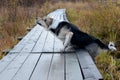 A wet dog climbs onto a bridge made of planks