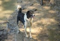 Wet Dog Royalty Free Stock Photo