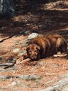 wet dog, drowned rat,.. tuckered tied out GOLDEN RETRIEVER