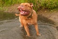 Wet dog having a good shake standing in water Royalty Free Stock Photo