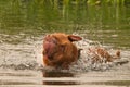 Wet dog having a good shake while swimming Royalty Free Stock Photo