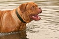 Wet dog having a good shake while swimming Royalty Free Stock Photo