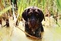 A wet dog head in the middle pond in reeds waiting on her branch Royalty Free Stock Photo