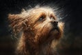 Wet dog head shaking off water while shaking his head. Dog shaking his head and splashing water all over. Ai generated Royalty Free Stock Photo