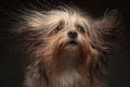 Wet dog head shaking off water while shaking his head. Dog shaking his head and splashing water all over. Ai generated Royalty Free Stock Photo