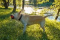 A wet dog is playing with a ball Royalty Free Stock Photo