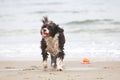Wet dog playing with a toy at the beach Royalty Free Stock Photo