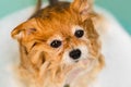 Wet Dog, Pomeranian, Taking Bath in Bathtub