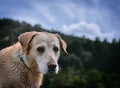 Wet dog portrait at the woods Royalty Free Stock Photo