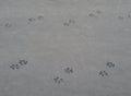 Wet dog prints on the pavement. Royalty Free Stock Photo