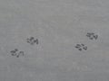 Wet dog prints on the pavement. Royalty Free Stock Photo