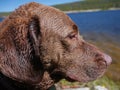 Wet Dog Puppy Close-up Portrait Chesapeake Bay Retriever Detailed Fur
