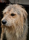 Wet dog in rain Royalty Free Stock Photo