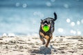 Wet dog running with ball Royalty Free Stock Photo