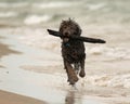 Wet Dog Running with Stick on Beach Royalty Free Stock Photo