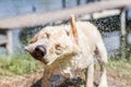 Wet dog shake his head Royalty Free Stock Photo