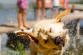 Wet dog shake his head Royalty Free Stock Photo