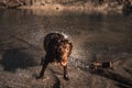 Wet dog shakes his wet fur and makes a funny face - Labrador Royalty Free Stock Photo