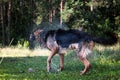 Wet dog shakes off Royalty Free Stock Photo