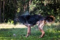 Wet dog shakes off Royalty Free Stock Photo