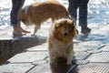 Wet dog shaking the head Royalty Free Stock Photo