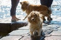 Wet dog shaking the head Royalty Free Stock Photo