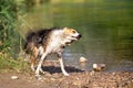 Wet Dog is shaking his fur, lake or river beside, copyspace Royalty Free Stock Photo