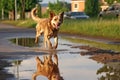 wet dog shaking near a puddle, creating water ripples