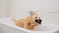 Wet dog shaking off water in a bathhub afret a shower