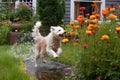 wet dog shaking off water near a garden or flower bed Royalty Free Stock Photo
