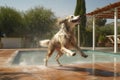 wet dog shaking off water near poolside Royalty Free Stock Photo