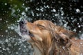 wet dog shaking off water after race Royalty Free Stock Photo