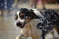 wet dog shaking off water after race Royalty Free Stock Photo