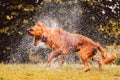 Wet dog shaking and splashing water drops all around.