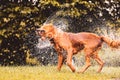 Wet dog shaking and splashing water drops all around. Royalty Free Stock Photo