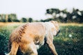 Wet dog shaking and splashing water drops all around Royalty Free Stock Photo