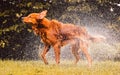 Wet dog shaking and splashing water drops all around. Royalty Free Stock Photo