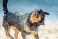 Wet dog shaking Royalty Free Stock Photo