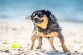 Wet dog shaking near sea